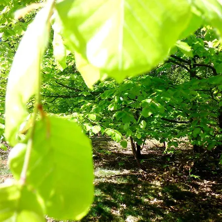 Appartement Fleur De Lys Urlaub Auf Anfrage Mit Hund *