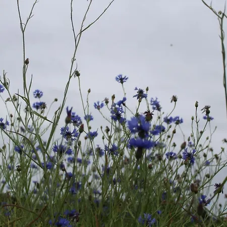 Fleur De Lys Urlaub Auf Anfrage Mit Hund Trappenkamp