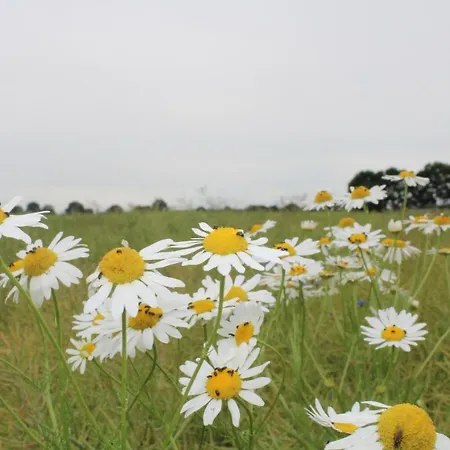 Appartement Fleur De Lys Urlaub Auf Anfrage Mit Hund