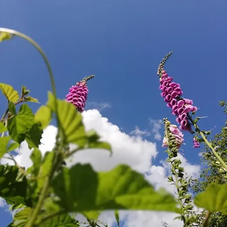 Appartement Fleur De Lys Urlaub Auf Anfrage Mit Hund