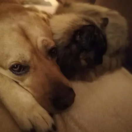 Fleur De Lys Urlaub Auf Anfrage Mit Hund Appartement Trappenkamp