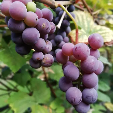 Appartement Fleur De Lys Urlaub Auf Anfrage Mit Hund Trappenkamp