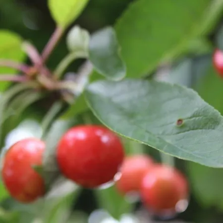 Fleur De Lys Urlaub Auf Anfrage Mit Hund * Trappenkamp